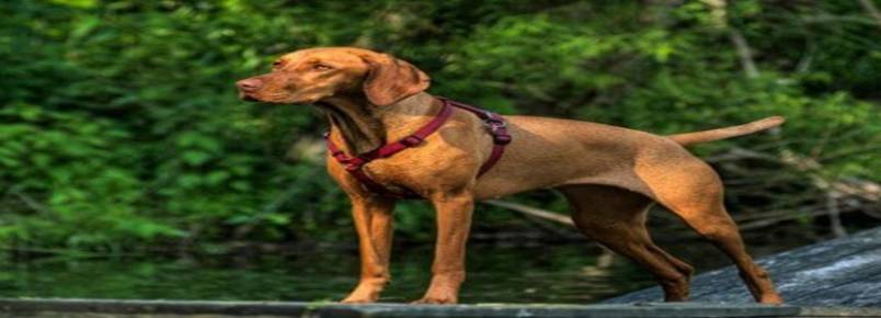 Vizsla ou Braco Hngaro, uma das raas caadoras mais antigas da Europa