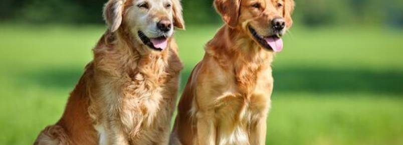 Brucelose canina: saiba mais sobre essa doença