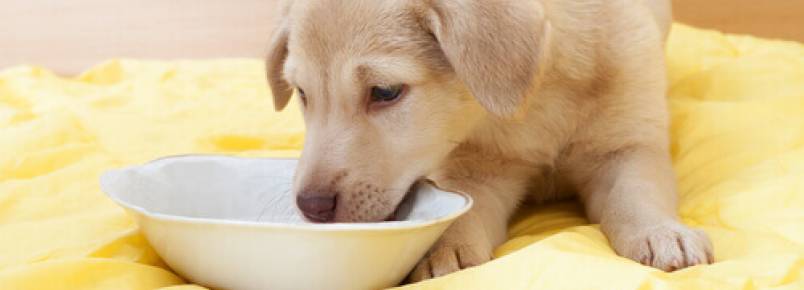 Os cães podem comer manga?