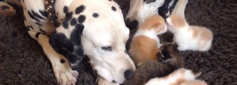 Dálmatas se tornam pais adotivos de gatinhos órfãos
