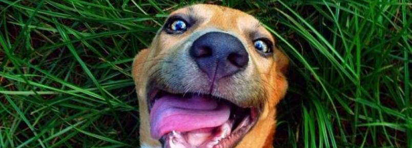 Organização de Proteção aos Animais promove campanhas de doações para se manter funcionando