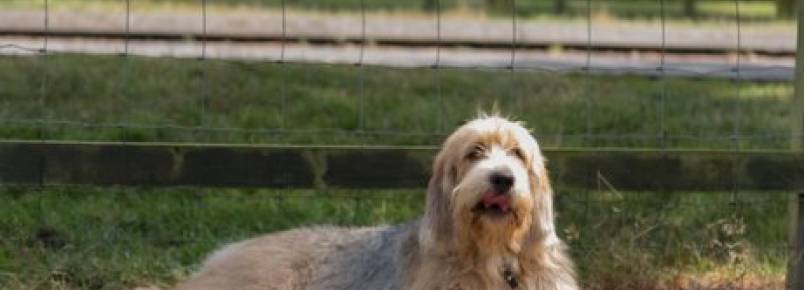 Otterhound ou co de lontra: saiba mais sobre esse co