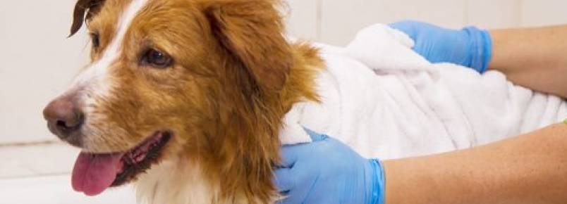 Uso do xampu seco em cães