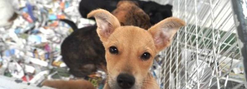 Canil Municipal realiza feira de adoção de cães e gatos neste sábado (23)