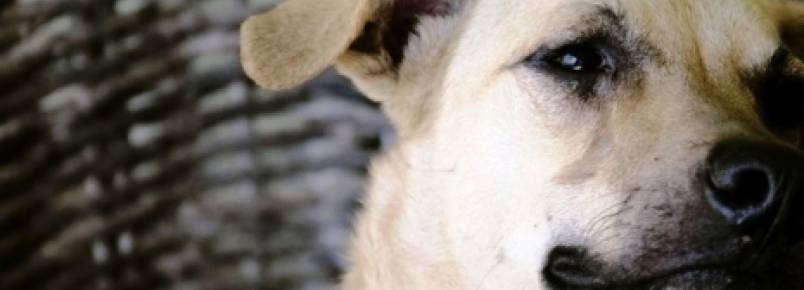 Exposição fotográfica em prol dos animais no ES