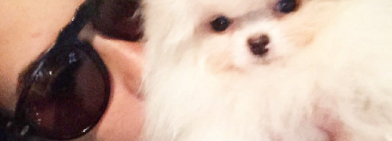 Conheça a nova cachorra de Fernanda Vasconcelos