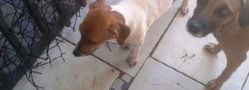 Com 38 cães em casa, moradora da Capital pede socorro
