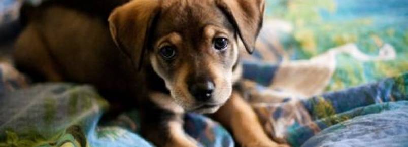 Como saber o tamanho que um cachorro filhote vai ter quando adulto