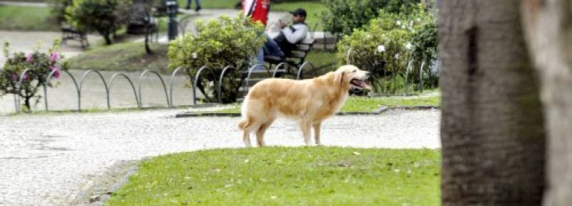 Parques e praças podem ganhar área para bichos de estimação