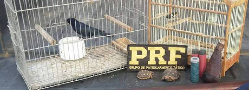 Animais silvestres so recuperados por policiais no municpio de Itaberaba