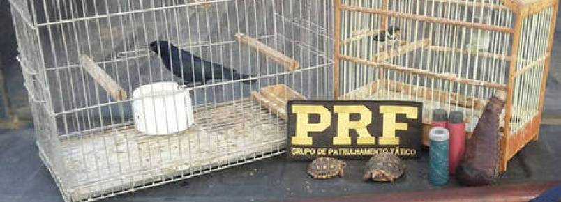 Animais silvestres são recuperados por policiais no município de Itaberaba