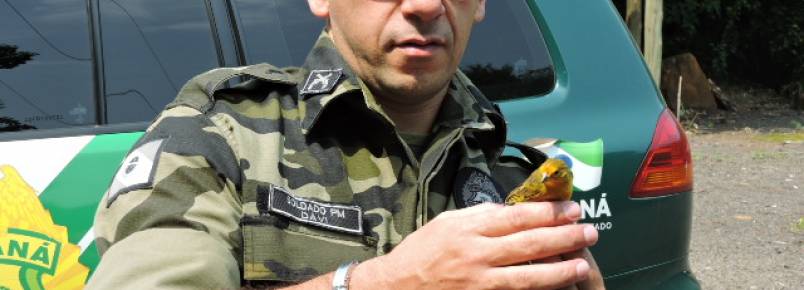 Polcia Ambiental liberta aves encontradas em cativeiros