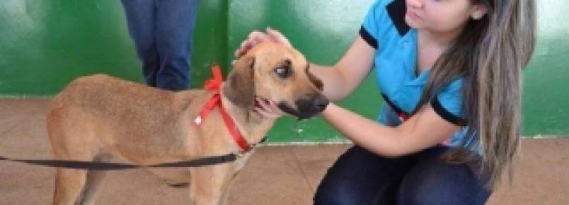Associação Amigos dos Animais tem dívida acima de R$ 18 mil