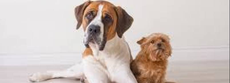 Governo de SP proibe acorrentamento de pets e delimita novas regras para o bem-estar animal
