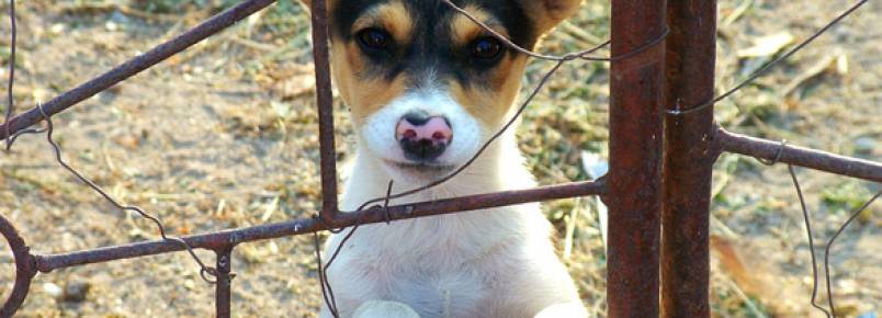 Como animais perdidos conseguem voltar para casa?