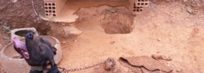 ltimos pitbulls de canil clandestino em Sabar so resgatados; veja como adot-los