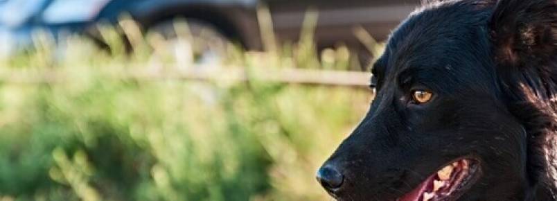 Como evitar que um cão persiga veículos