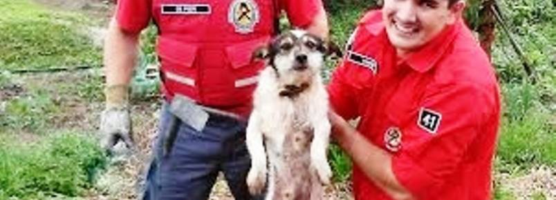 Bombeiros salvam cão que ficou preso entre rochas
