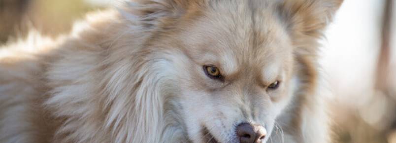 Como detectar a raiva nos cães