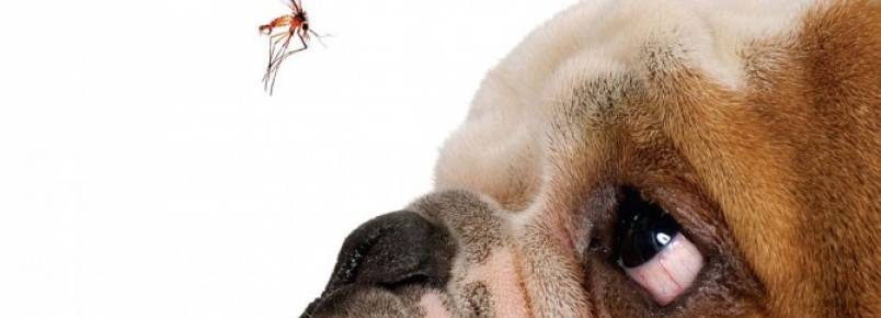 Cachorro pode pegar dengue?