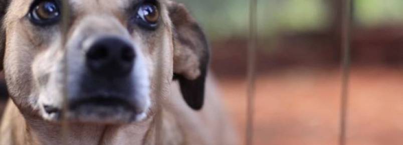 CPI dos Maus-Tratos a Animais se reúne para votar destaques a relatório final
