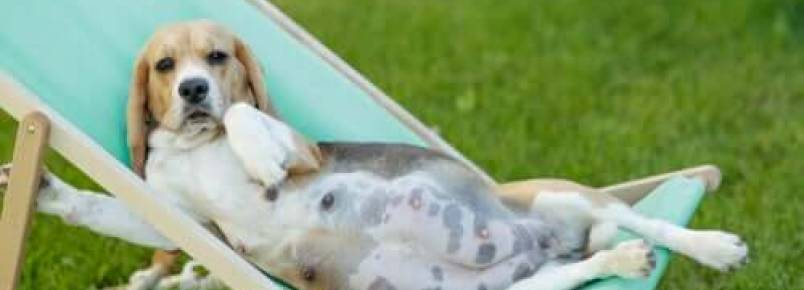 9 cuidados necessários na gestação e lactação dos cães