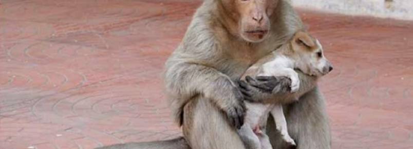 Macaco adota cãozinho de rua como seu filho e causa comoção