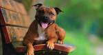 Staffordshire bull terrier