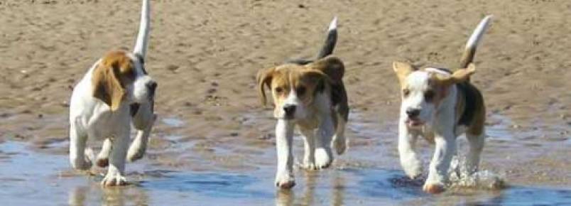 10 raças de cachorros que amam o calor  
