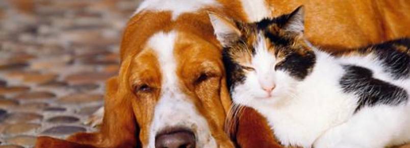 10 raças de cães que costumam ser amigáveis com gatos