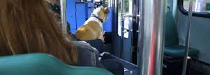 Projeto permite animais em ônibus