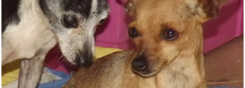 Cadela Pinscher  sumiu na Vila Salica em Itabira (MG)