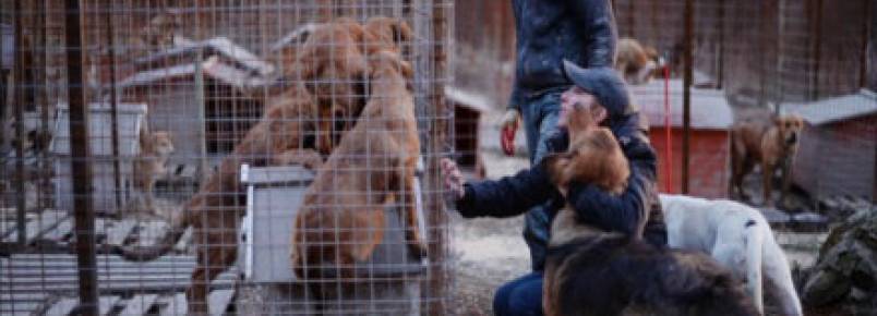 Abrigo de cães em Sochi corre para salvar animais