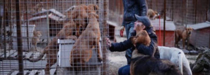 Abrigo de ces em Sochi corre para salvar animais