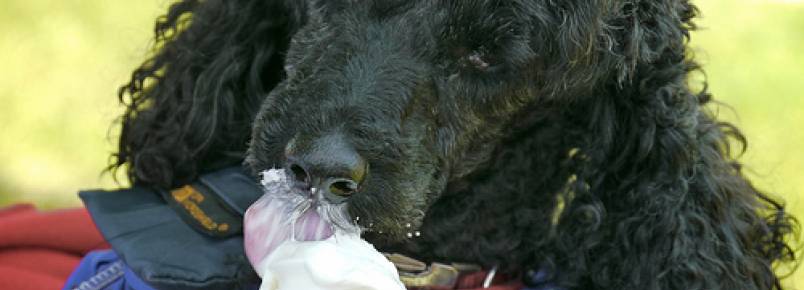 Alimentos que seu cãozinho NÃO deve comer!