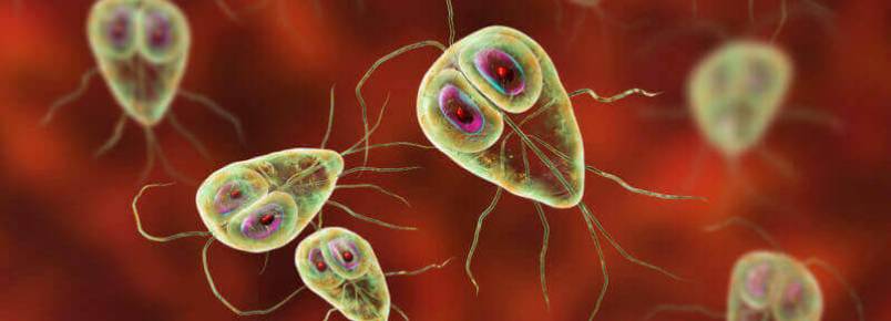 Existem parasitas unicelulares?