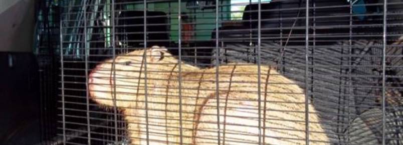 Capivara é encontrada dentro de shopping em Maringá
