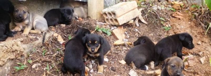 Filhotes de cachorro so resgatados em bananal, no Jardim Atlntico