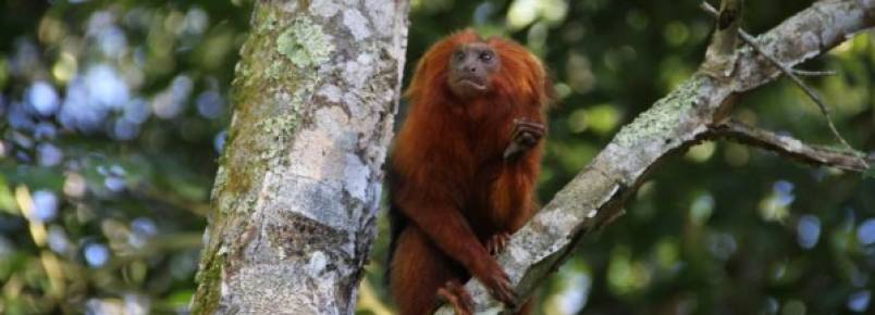 Projeto em defesa do mico-leo-dourado em parceria com a Prefeitura de Casimiro de Abreu  finalista do Prmio Nacional de Biodiversidade