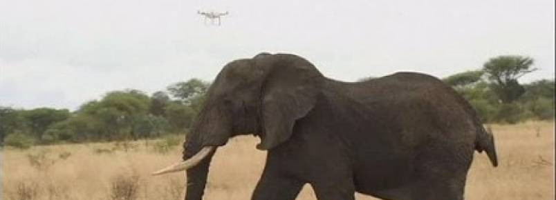 Na Tanznia, os drones protegem os elefantes