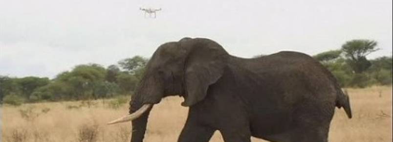 Na Tanzânia, os drones protegem os elefantes