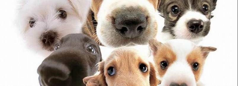 Projeto incentiva amparo e proteção ao animais em Araraquara