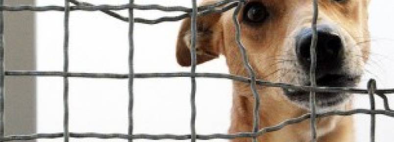 Gaia dá descontos veterinários a quem tem animais adotados