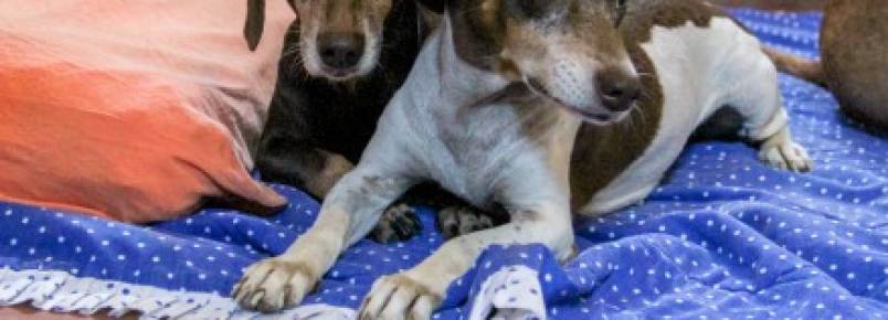 Com dificuldades, entidades defendem cães abandonados