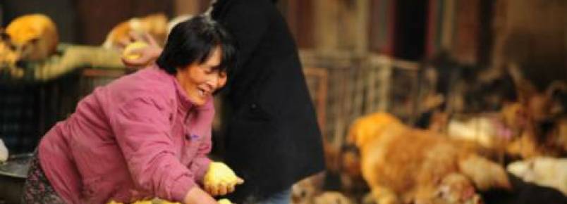 Mulher viaja mais de 2.5 mil quilmetros para salvar ces do festival de Yulin