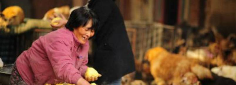 Mulher viaja mais de 2.5 mil quilômetros para salvar cães do festival de Yulin