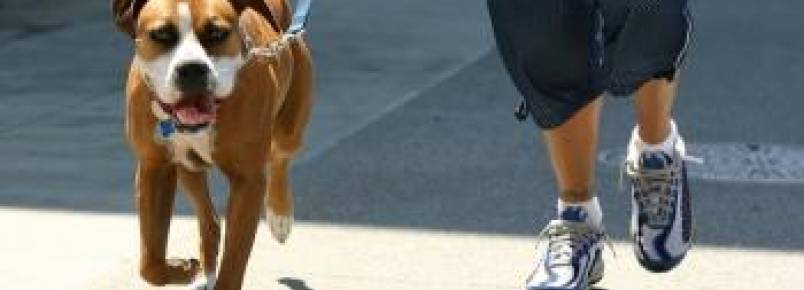Pesquisa revela que ter animais de estimação deixa os tutores mais felizes, ricos e saudáveis 
