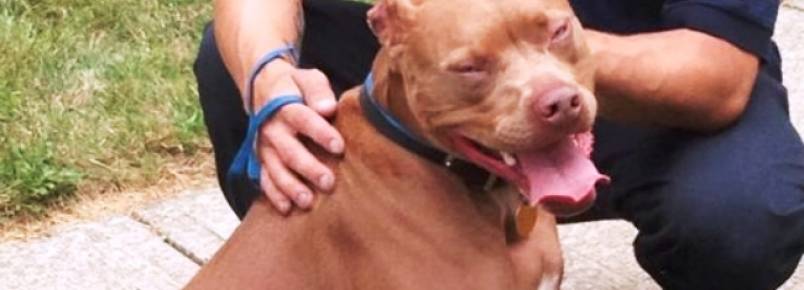Cachorra salva garoto surdo durante incêndio
