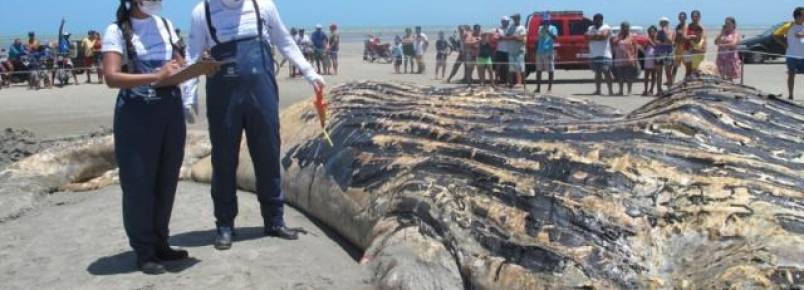 Concluída expedição na orla de Fortaleza para monitoramento de animais encalhados