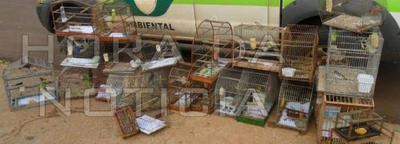 Policia Ambiental solta 26 pssaros silvestres mantidos em cativeiro